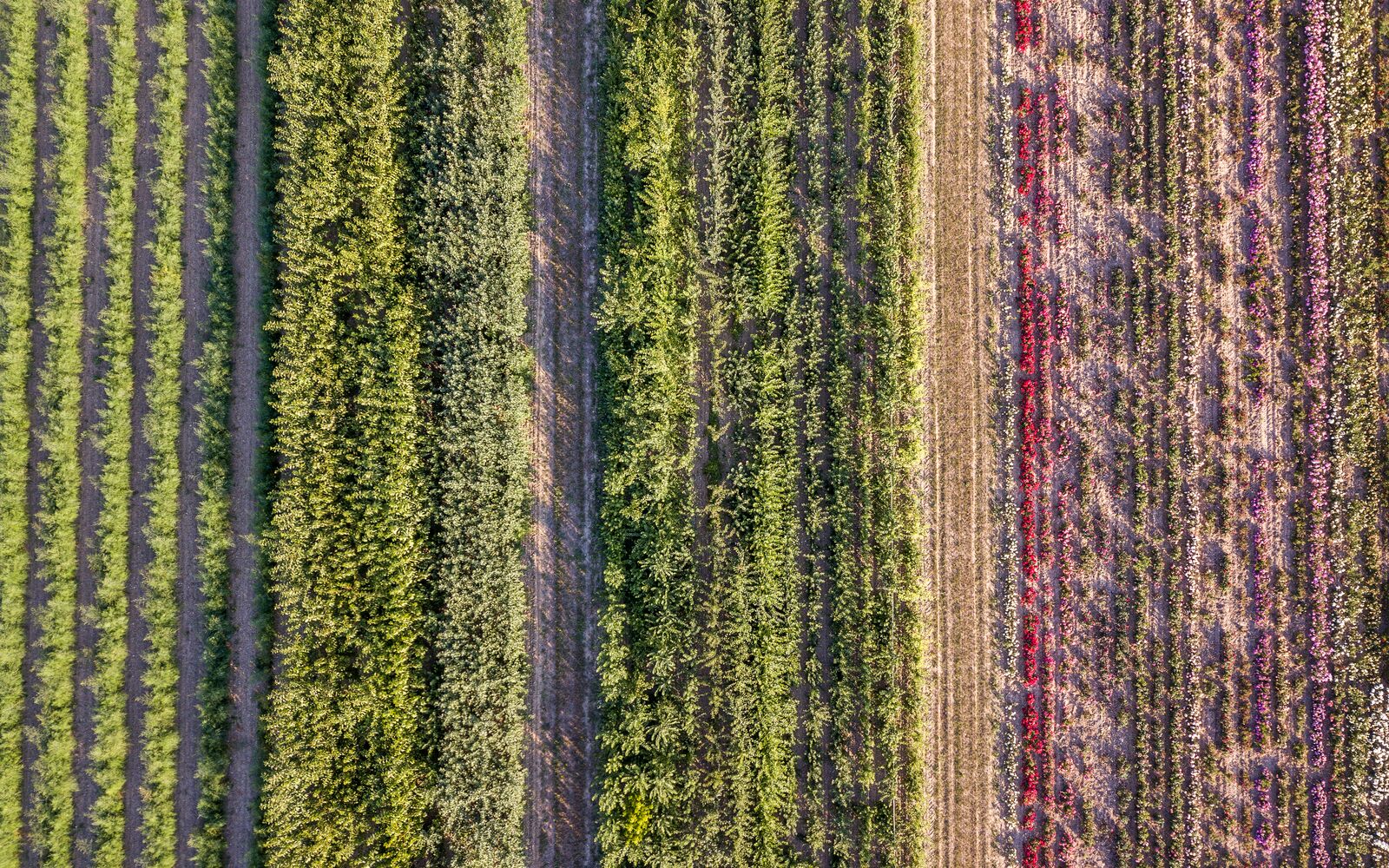 Aerial drone image of fields with diverse crop growth based on principle of polyculture and permaculture - a healthy farming method of ecosystem